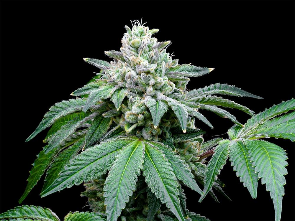 Placeholder Cannabis Plant Photo