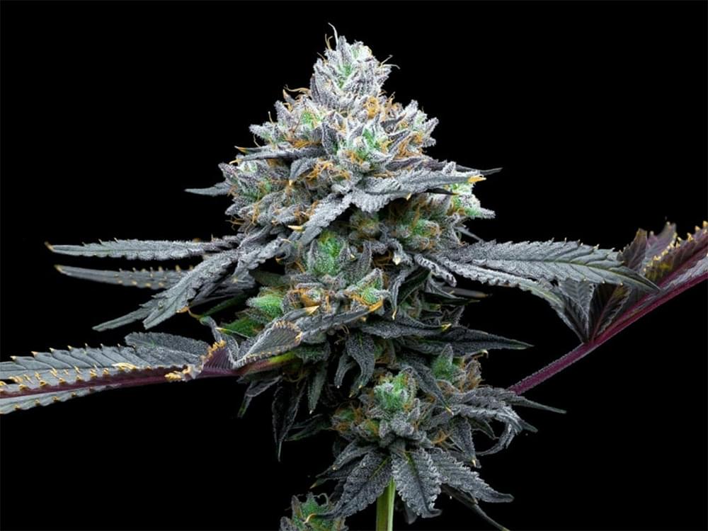 Placeholder Cannabis Plant Photo