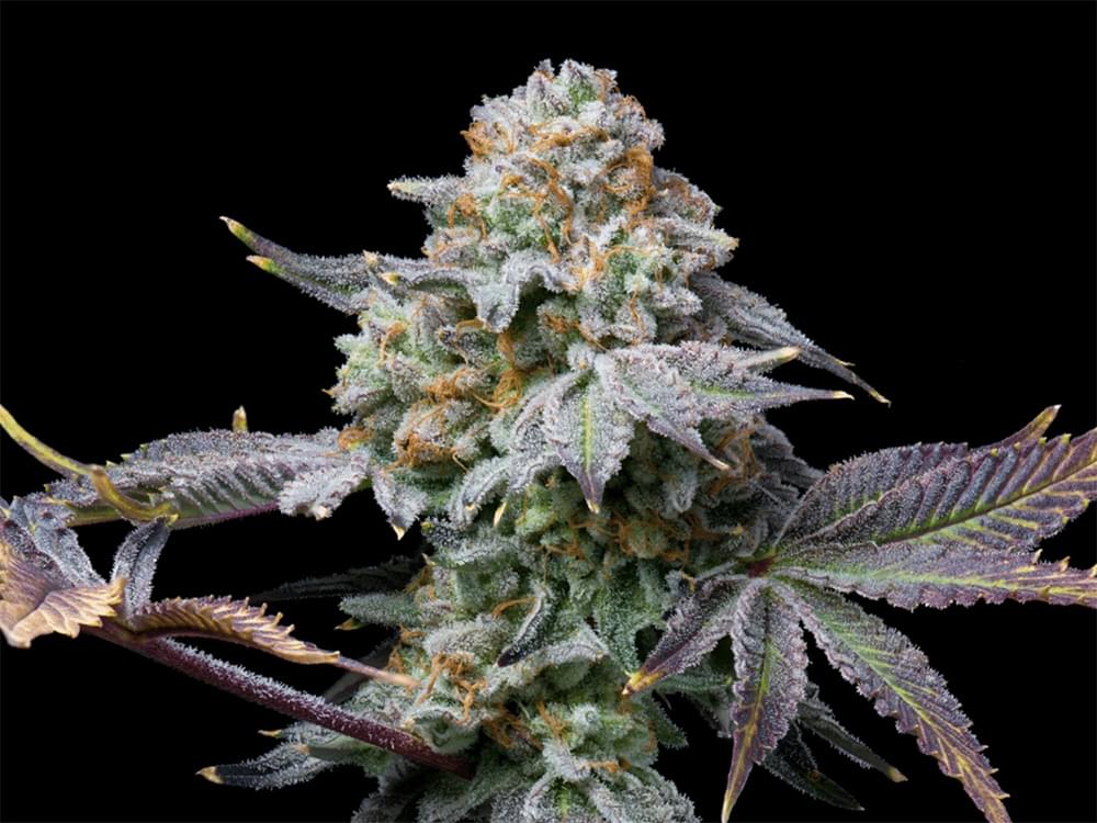 Placeholder Cannabis Plant Photo