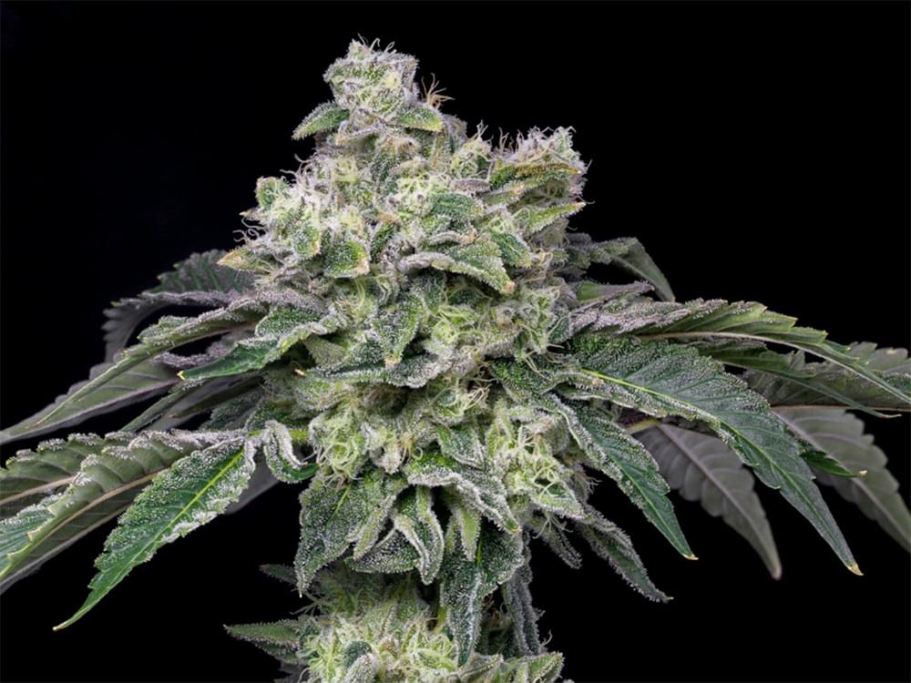 Placeholder Cannabis Plant Photo