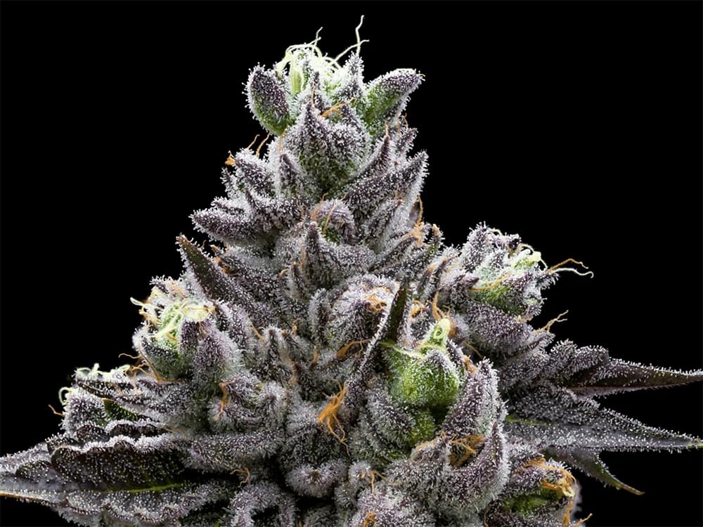 Placeholder Cannabis Plant Photo