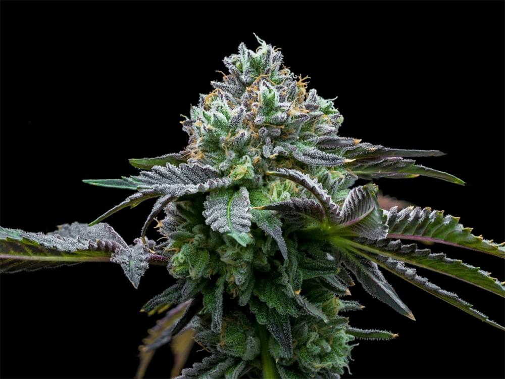 Placeholder Cannabis Plant Photo
