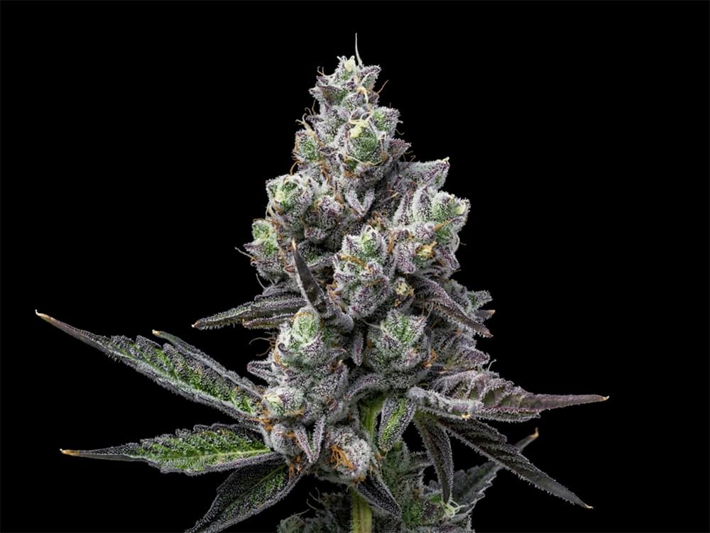 Placeholder Cannabis Plant Photo