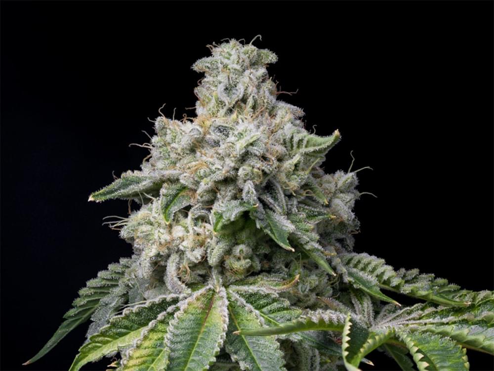 Placeholder Cannabis Plant Photo