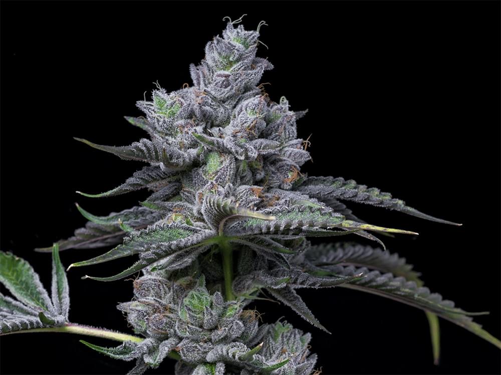 Placeholder Cannabis Plant Photo